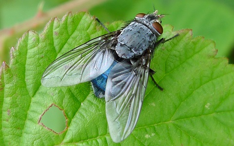 Las moscas inspiran a la tecnologÃ­a; aÃºn asÃ­ es importante controlar sus plagas